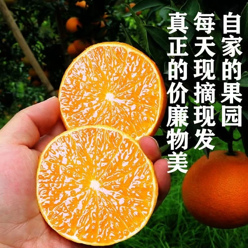 四川爱媛果冻橙现摘速发，坏果包赔