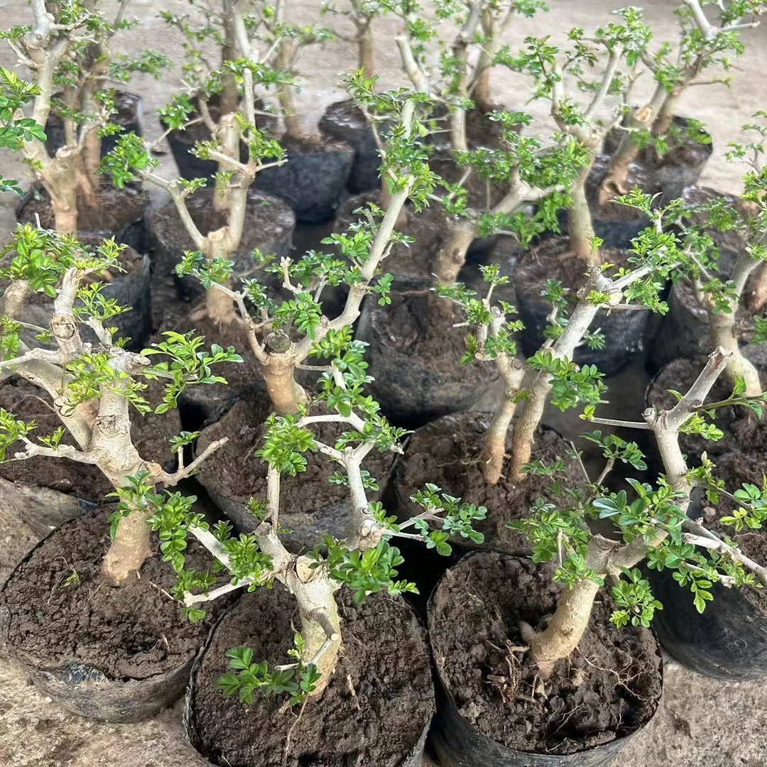 对节白蜡三角枫迷你火棘等盆景绿植微型老桩小盆栽全程栽培指导