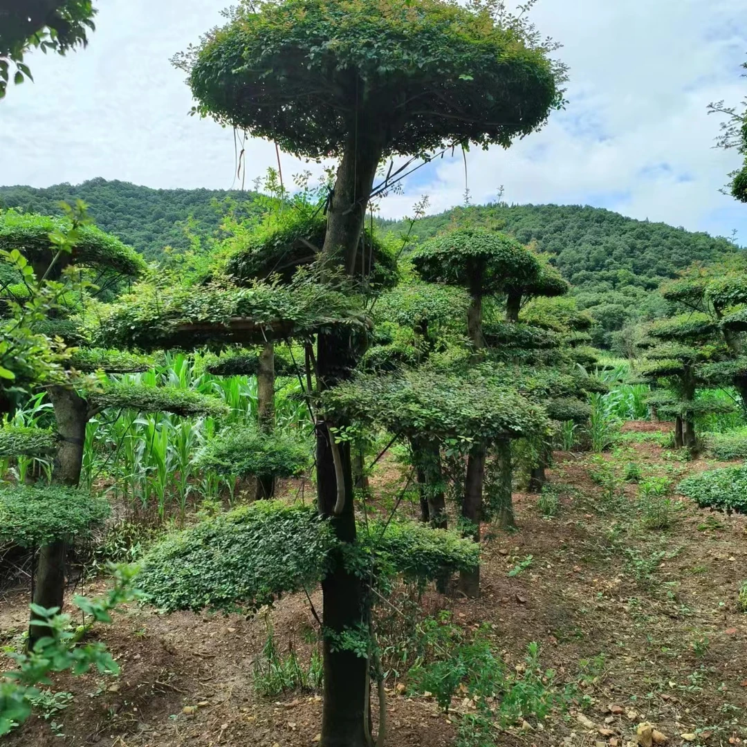 对节白蜡盆景素材