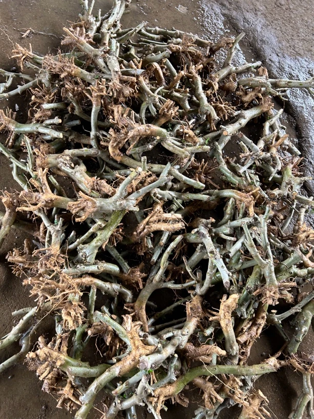 对节白蜡盆景素材清仓处理水培土培阳台微型喜光喜水矮霸临水丛林