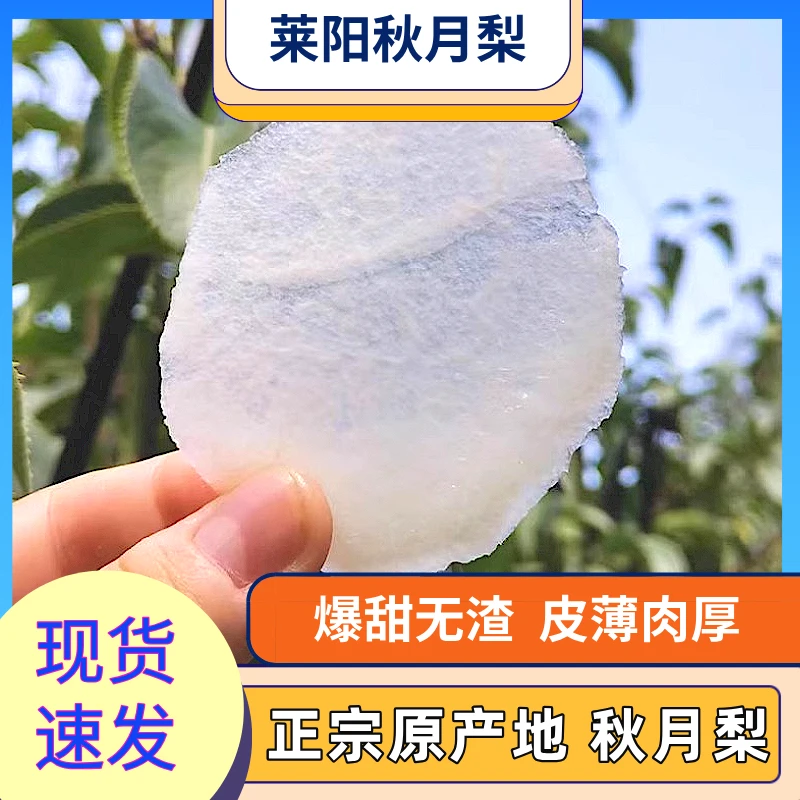 正宗莱阳秋月梨山东核心产区礼盒新鲜当季水果整箱中秋现摘现发