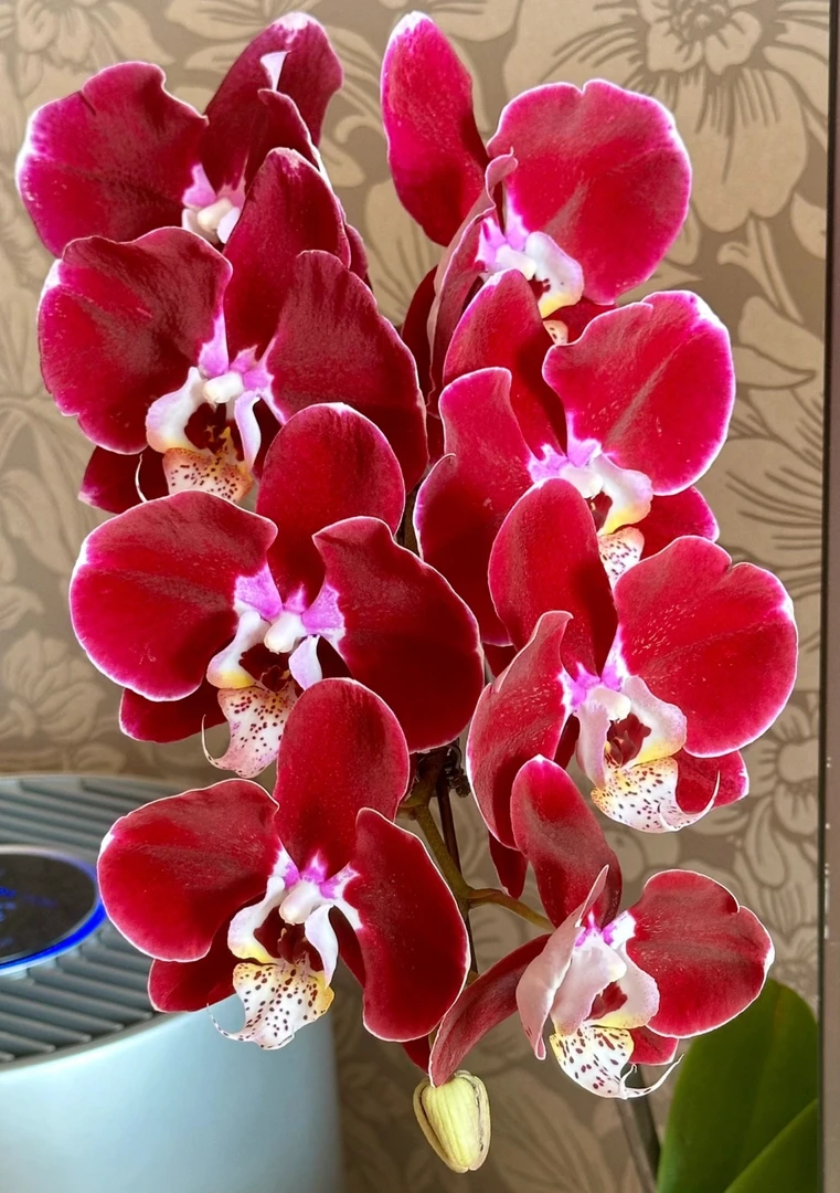 幻影蝴蝶兰3.5寸加高杯不售后