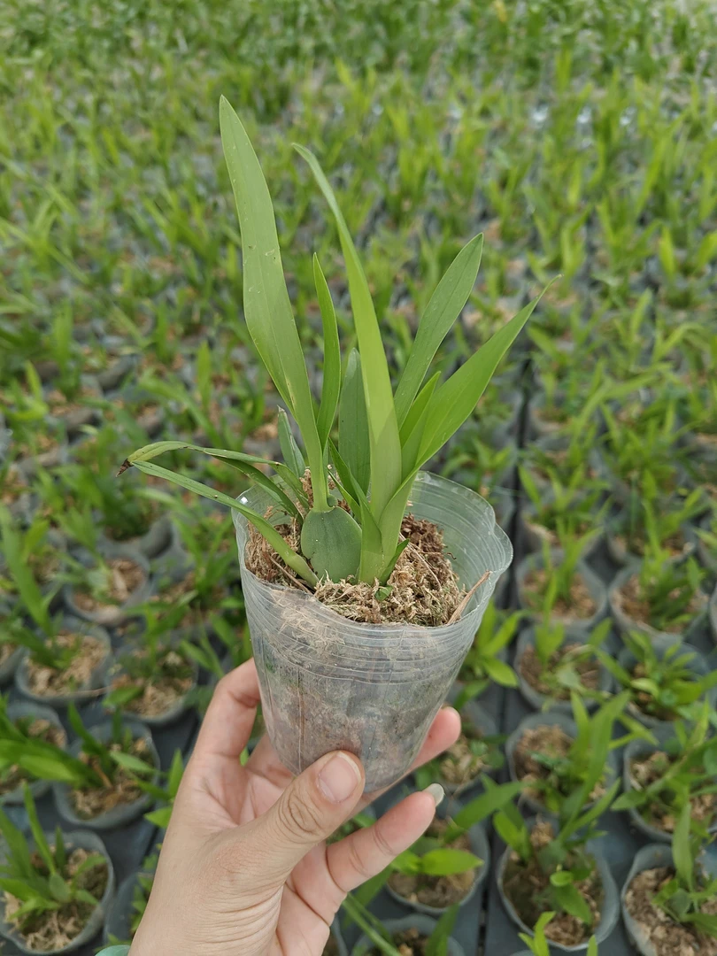 梦香兰2.8寸成熟苗2颗