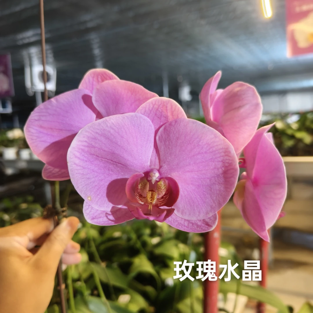 玫瑰水晶3.5寸杯蝴蝶兰花后苗买一送一