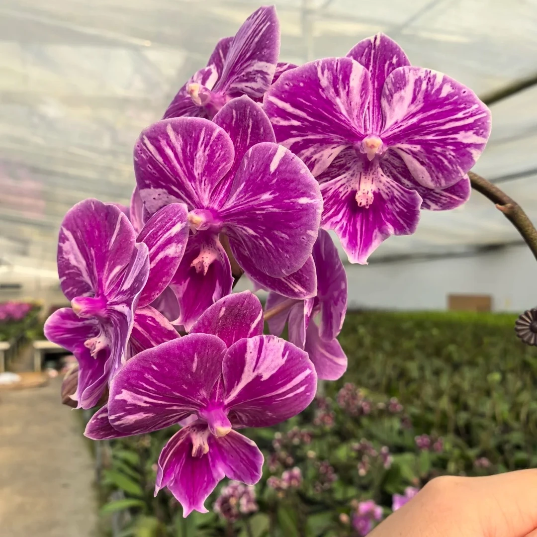 扶摇蝴蝶兰3.0+加高杯破口蝴蝶兰花苗