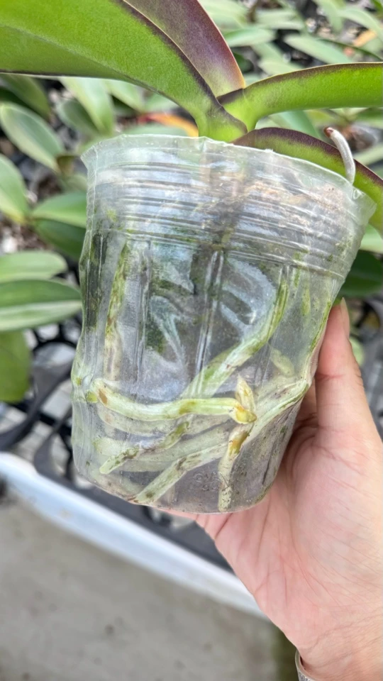 婚纱蝴蝶兰3.5寸杯成熟苗