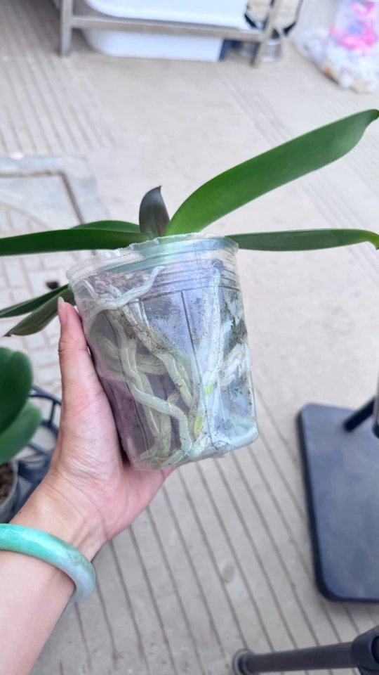 大辣椒蝴蝶兰3.5新苗