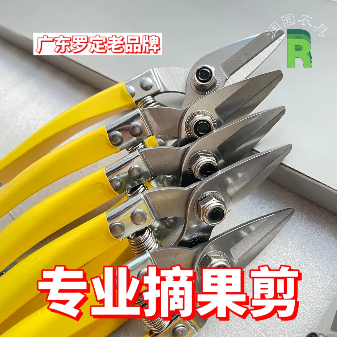 广东罗定剪大号摘果剪修枝剪摘花剪摘砂糖橘沃柑西红柿专用剪刀