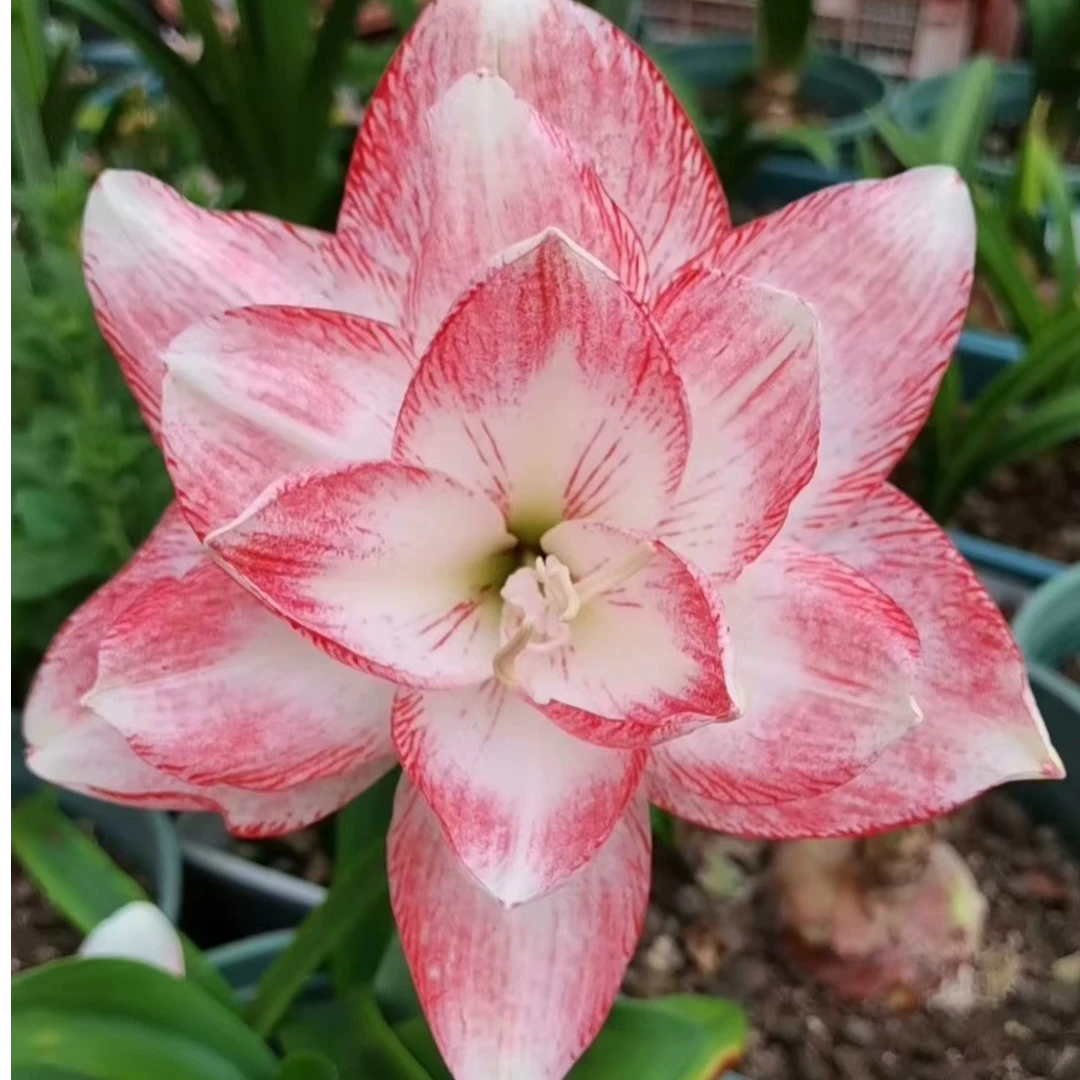 秘恋-朱顶红-阳台盆栽球根四季花卉