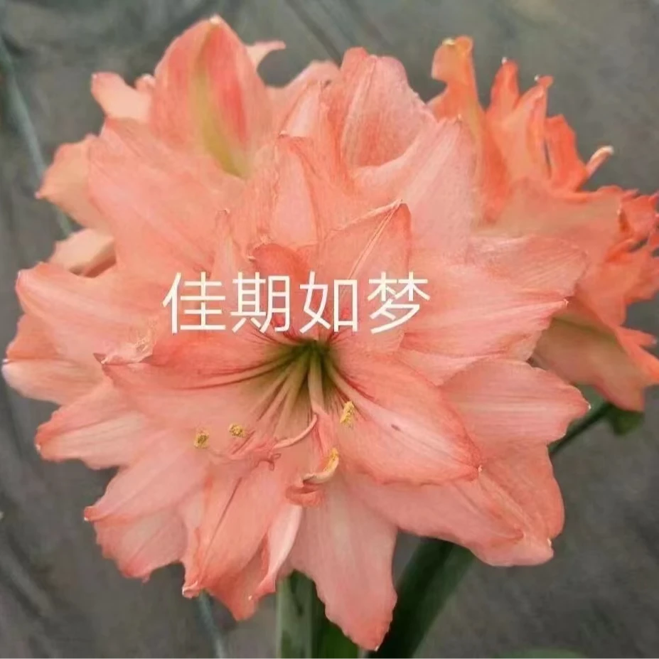 佳期如梦-朱顶红-阳台盆栽球根种球四季花卉