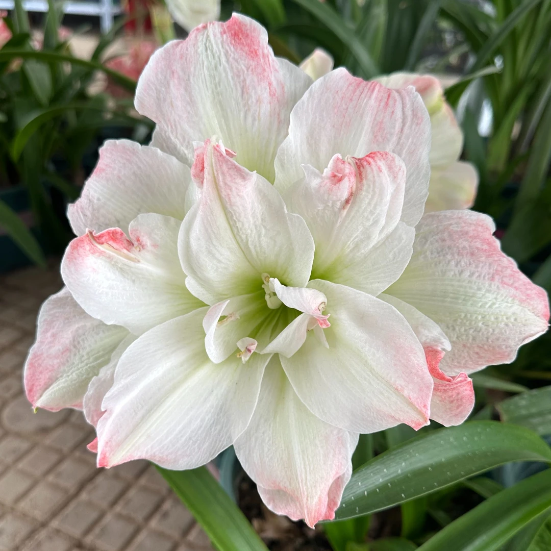 糖果黛丝-朱顶红-阳台庭院盆栽球根种球四季花卉