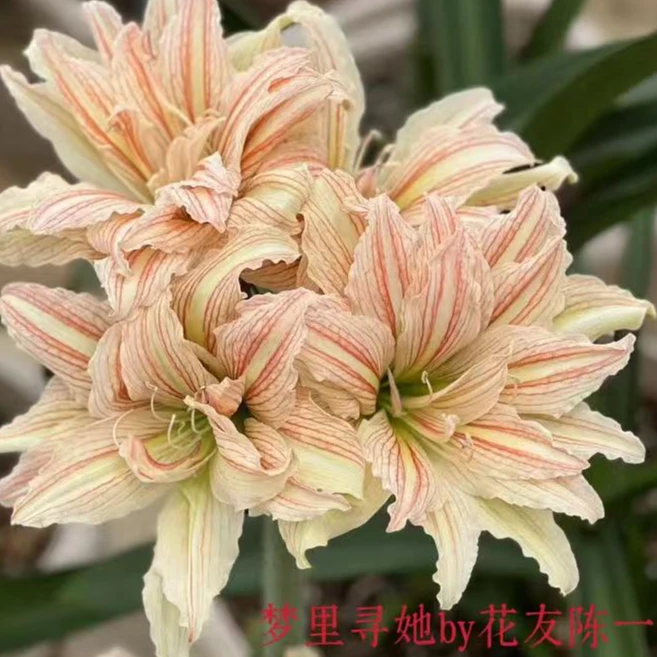 梦里寻她-朱顶红-阳台盆栽球根种球四季花卉