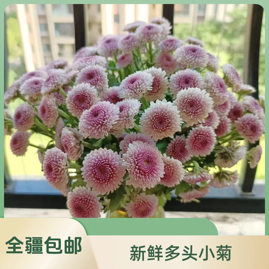 单色 粉研小菊一把 介意勿拍  （新疆发货 全疆包邮）