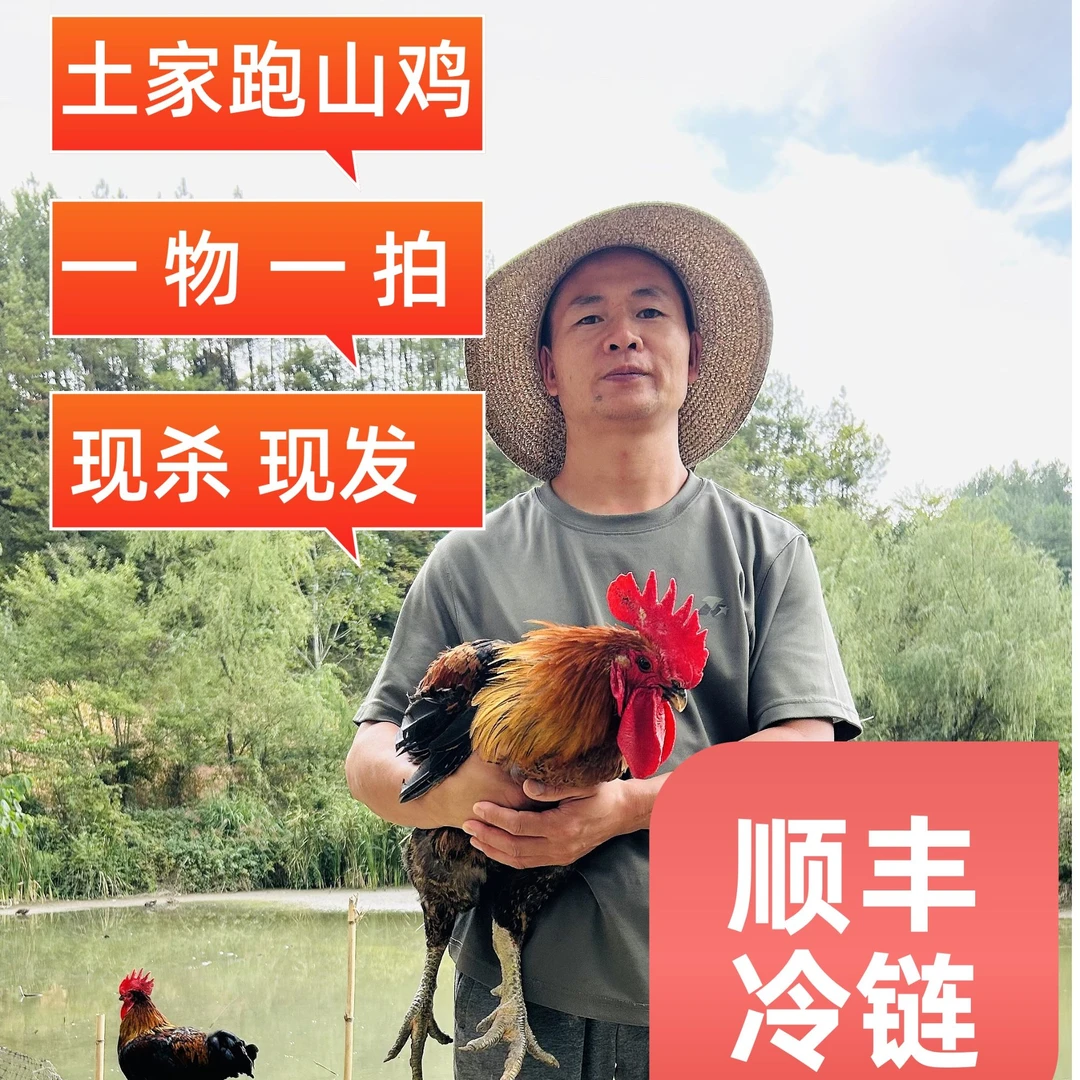 【恩施三农人】（一物一拍，现抓现称）土家高山散养240天以上跑山鸡