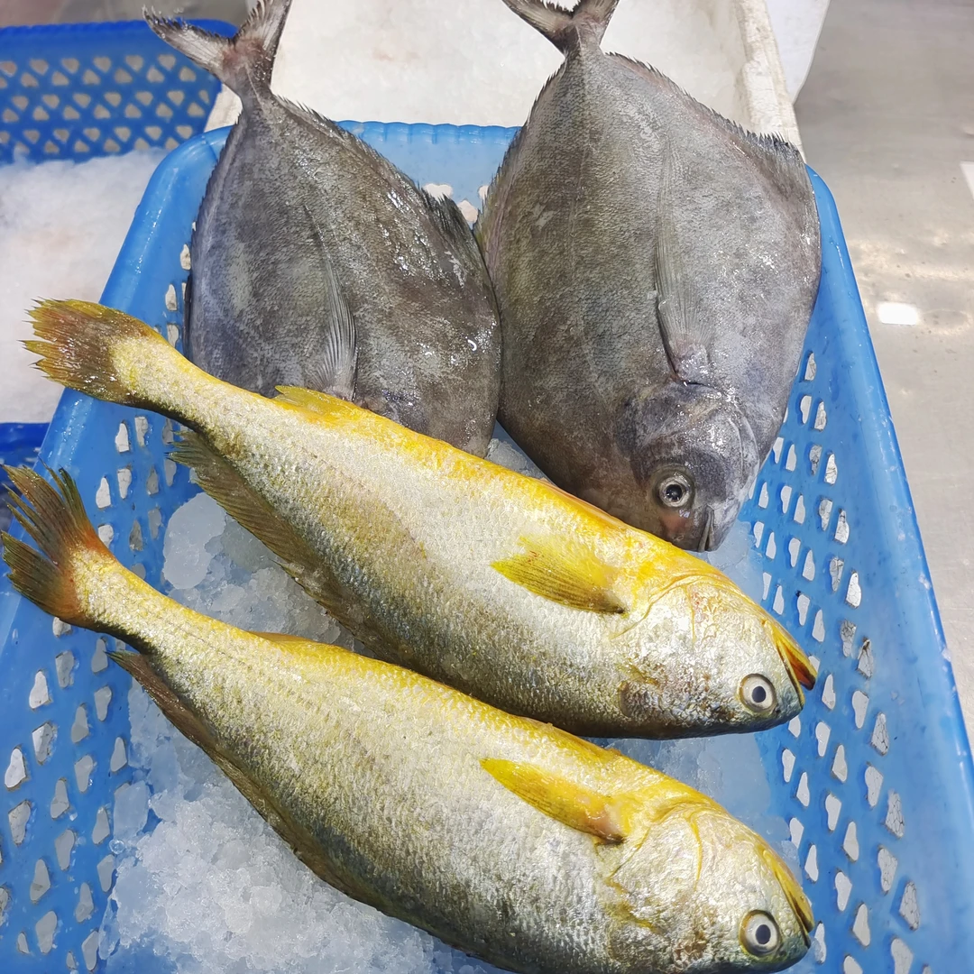 海鲜套餐：2条野生大黑鲳+2条大黄花 共是4条3.5斤以上广东博贺港