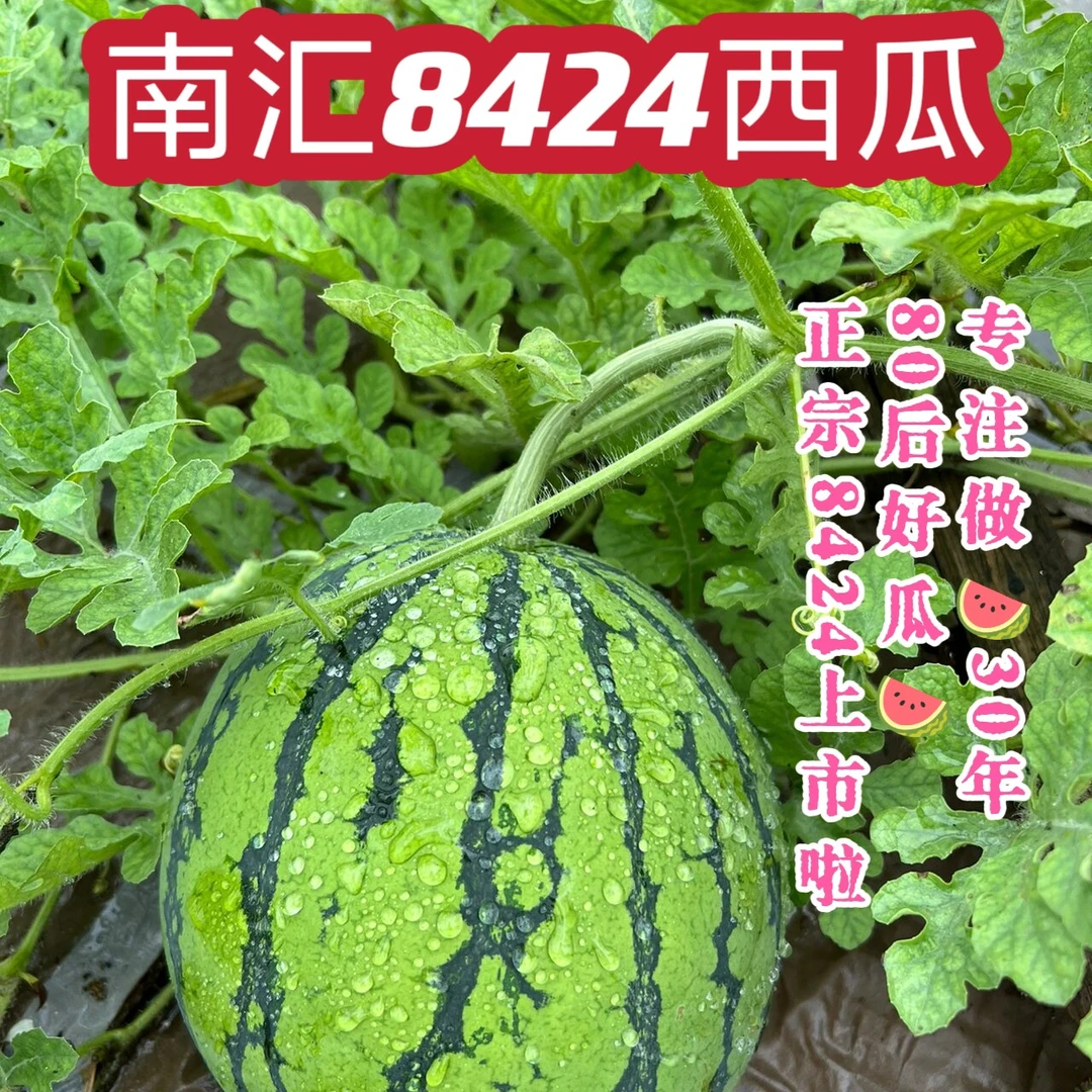 【西瓜】西瓜口感鲜甜皮薄多汁爽脆甘甜包鲜甜脆黑籽