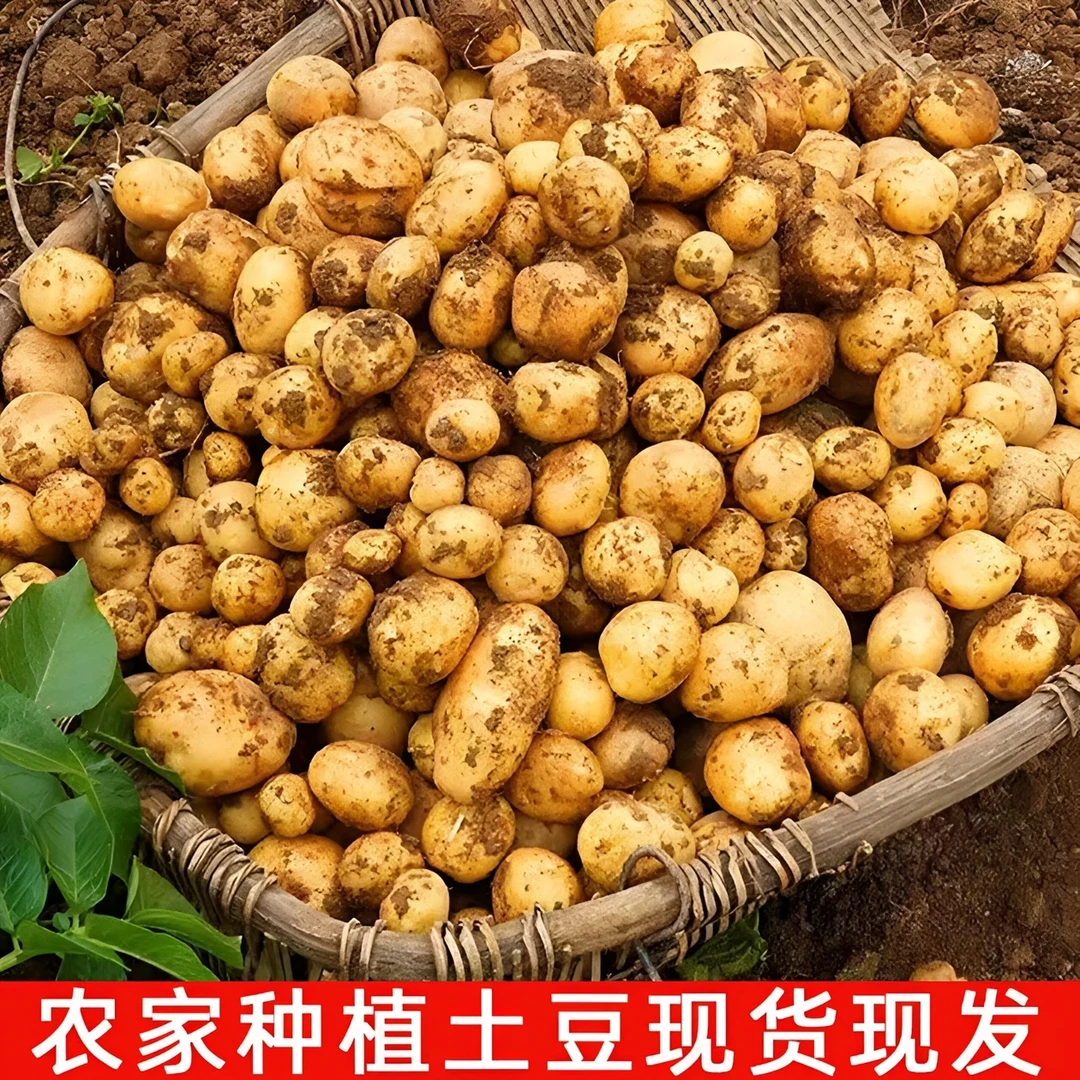 农家自产土豆现挖现发新鲜黄心土豆5斤