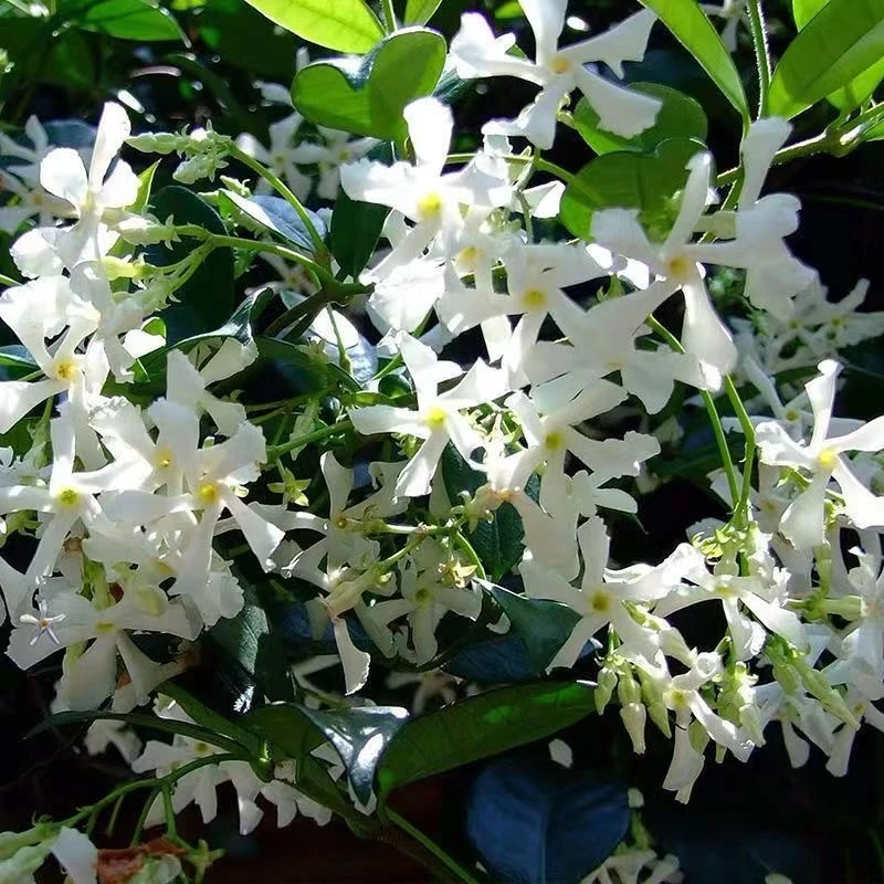 白色风车茉莉盆栽地栽爬藤