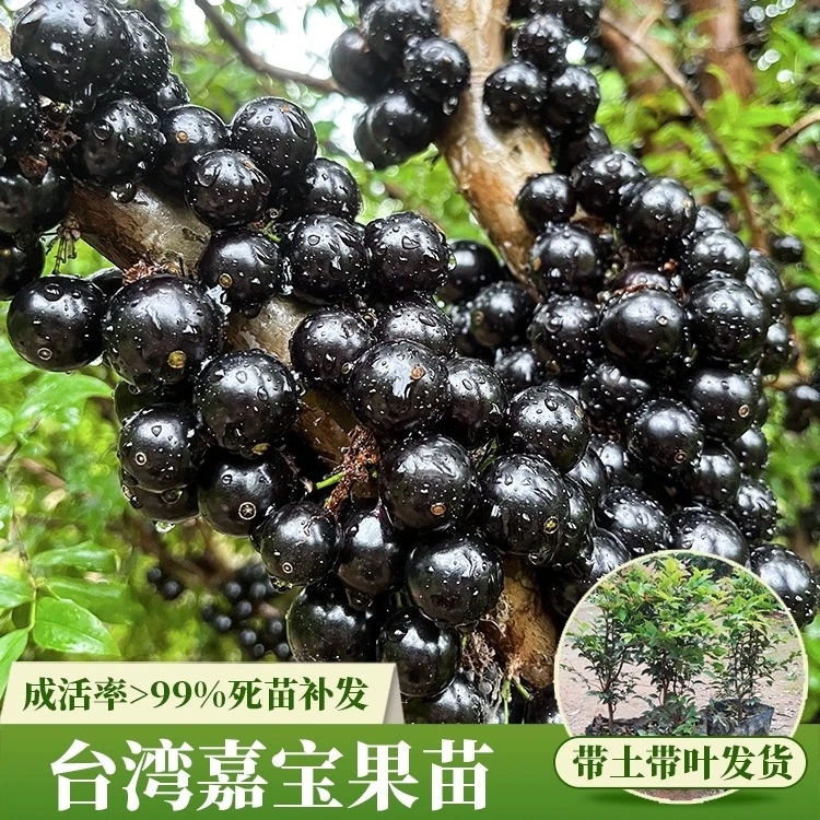 嘉宝果树苗台湾树葡萄四季艾斯卡沙巴红妃当年结果阳台盆栽风景树