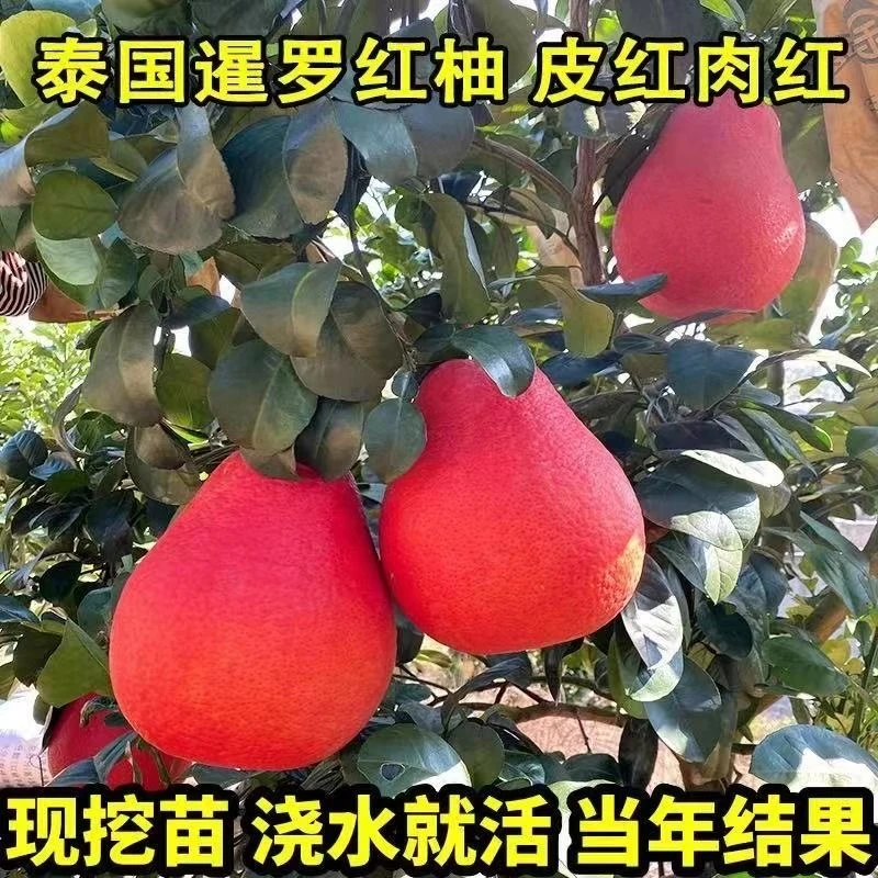 【直播间活动链接】中国红柚嫁接果树苗盆栽种植纯甜红皮红心柚树苗
