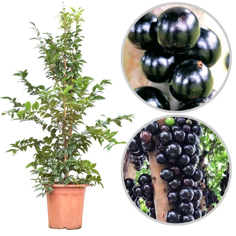 嘉宝果树苗树葡萄苗正宗台湾树葡萄沙巴四季盆栽南北种植当年结果