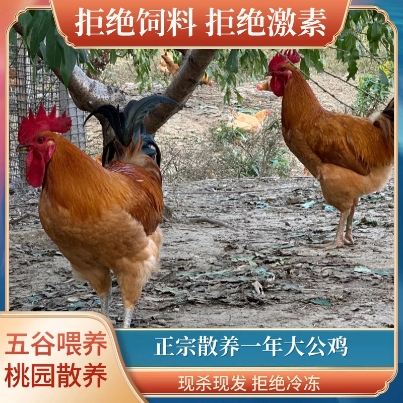 正宗桃园散养散放大公鸡五谷杂粮喂养