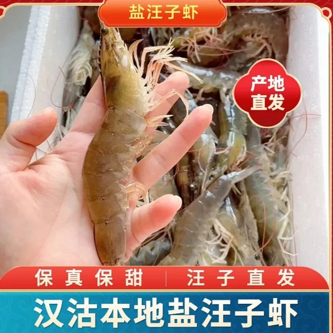 汉沽特产盐田虾 汪子虾《每斤19只左右》