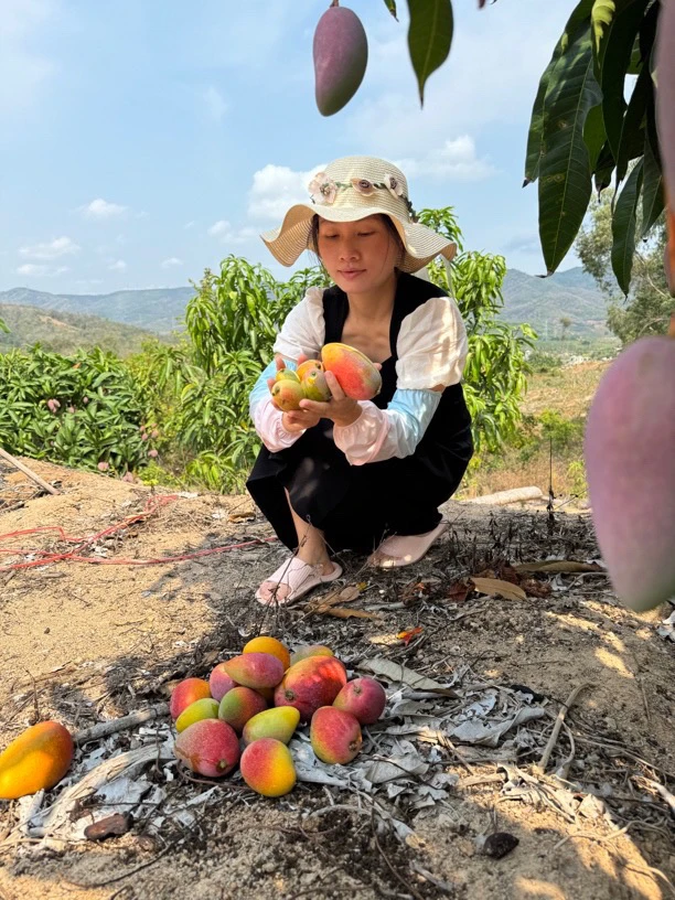 【中通快递】三亚贵妃芒（是老果不是树上熟到家也有能马上吃的）