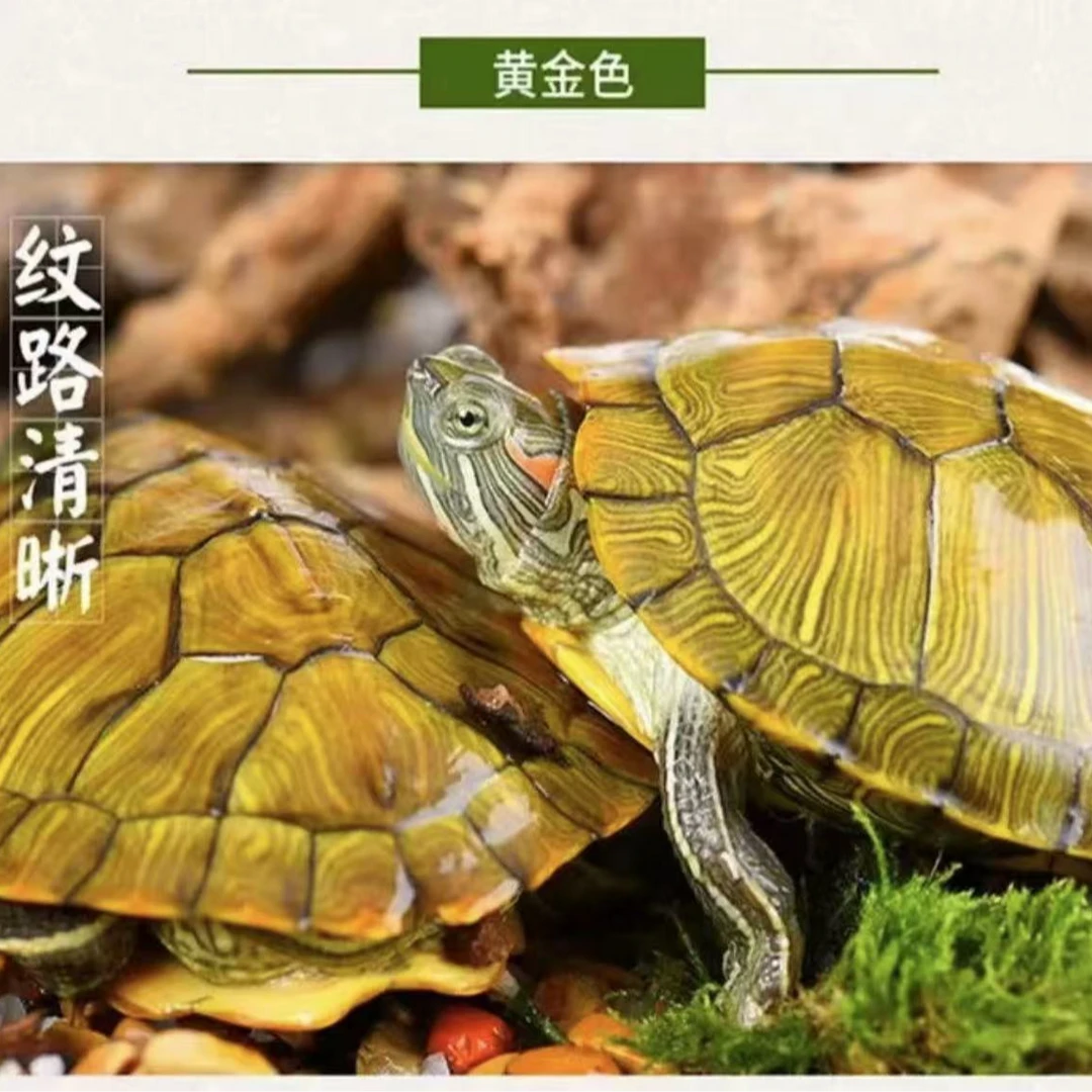 直播间家养黄耳龟火焰龟地图龟斑点龟白巴龟果冻龟宠物观赏龟