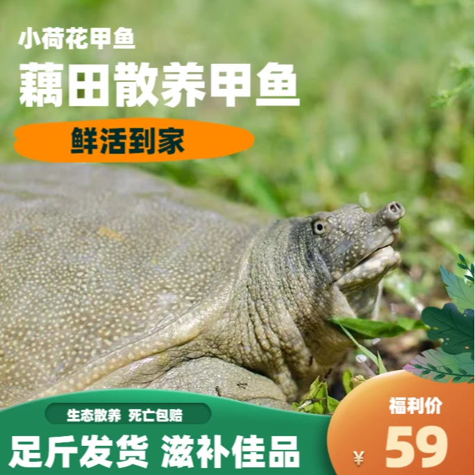 外塘生态甲鱼江西南丰散养滋补甲鱼青背甲鱼食用生态鲜活农产品
