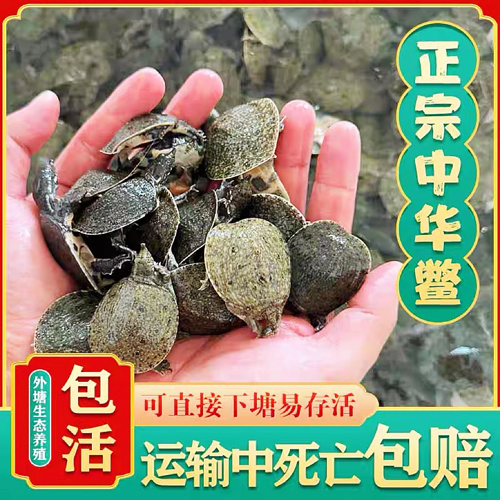 【10只送1只】包活到家外塘生态养殖水产甲鱼苗小鳖苗团鱼苗水鱼