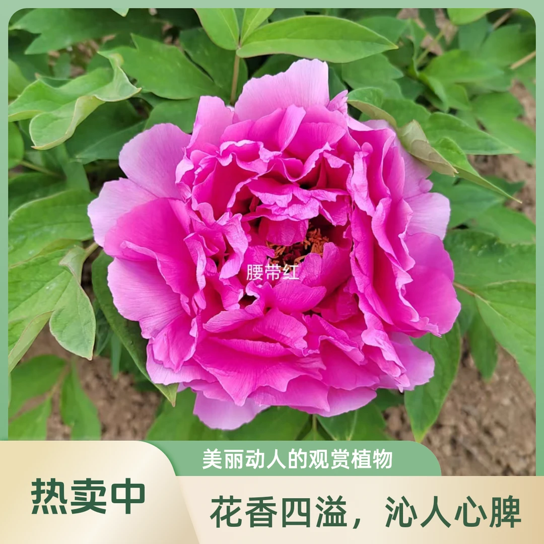 牡丹品种【腰带红】蔷薇型，花粉红色，花期中，成花率高，基地裸根发货