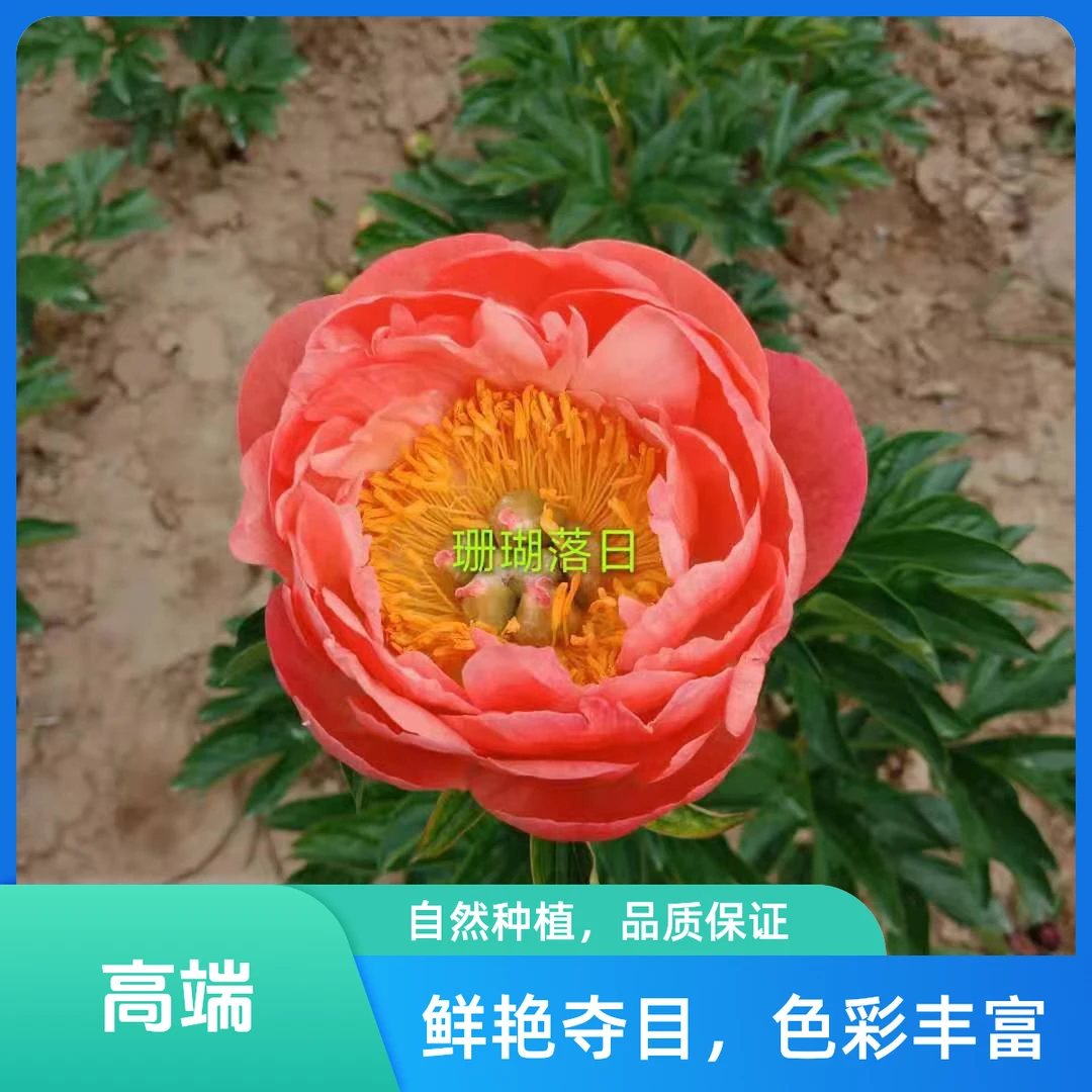 芍药品种【珊瑚落日】变色品种初开橙红色盛开浅黄后为粉白花期早