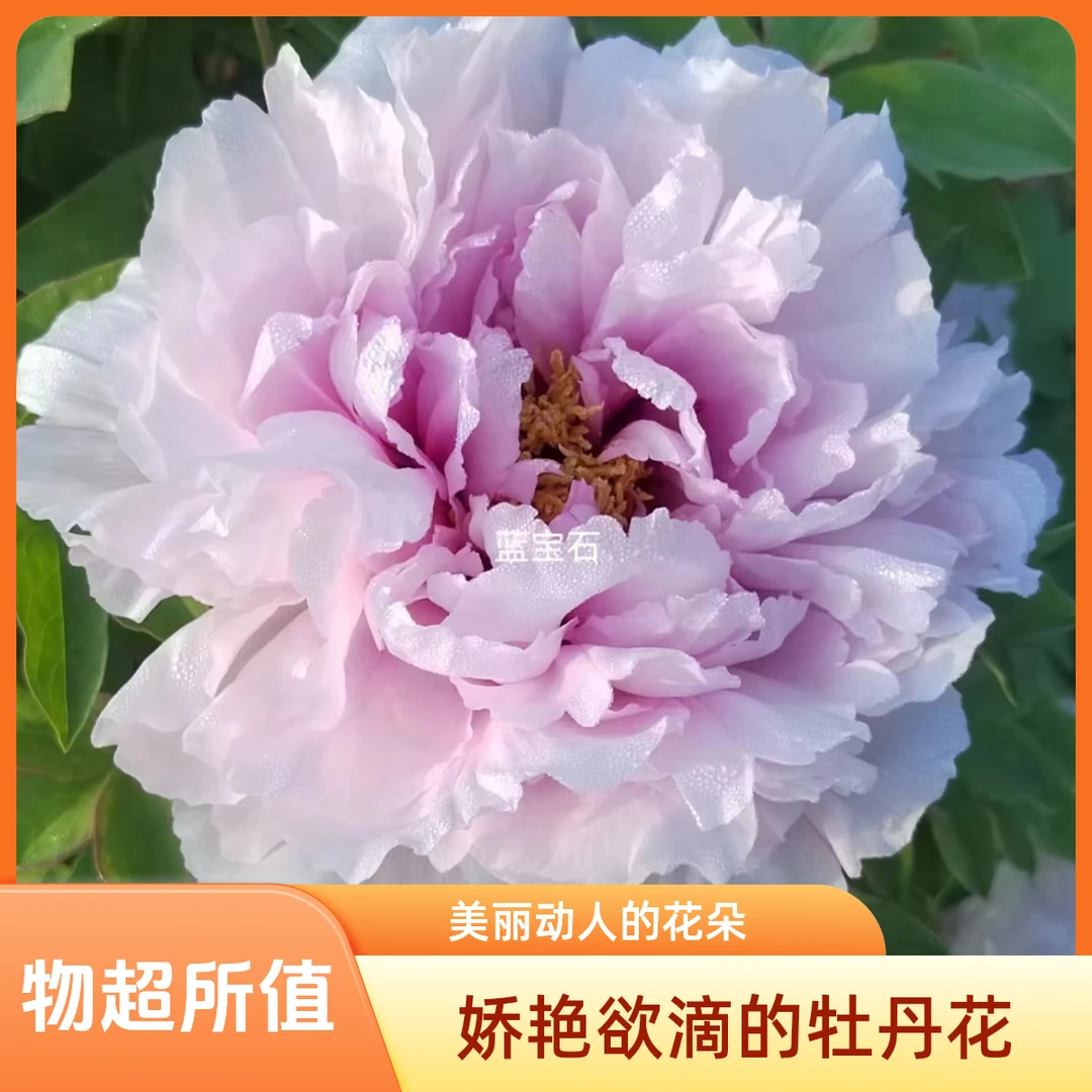 牡丹品种【蓝宝石】花粉蓝色，千层台阁型偶有菊花型，花期中成花率高