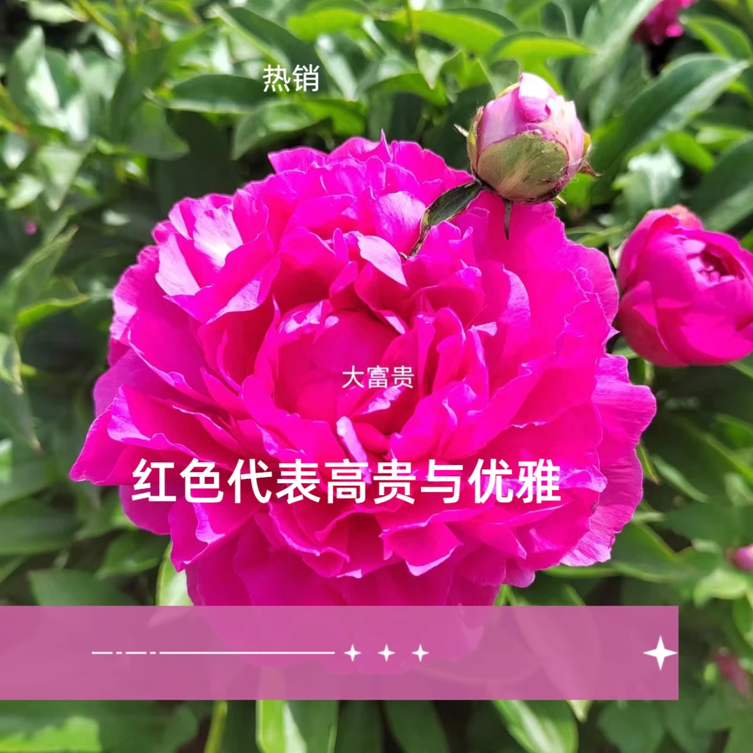 芍药品种【大富贵】红色系，偏矮，成花率高，适合新手种植。高贵热销