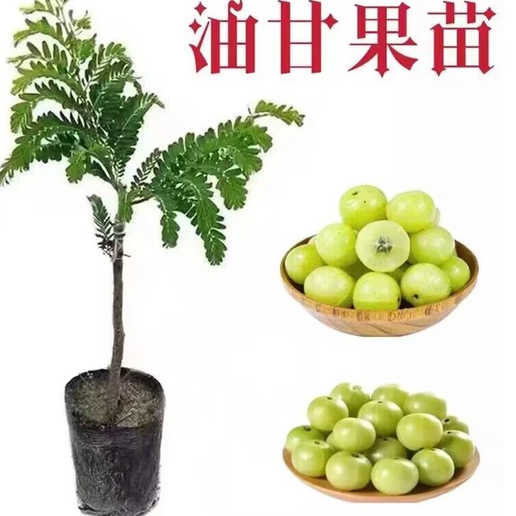 油柑树苗嫁接苗庭院盆栽地栽余柑果树苗耐寒牛柑子苗树南方地栽