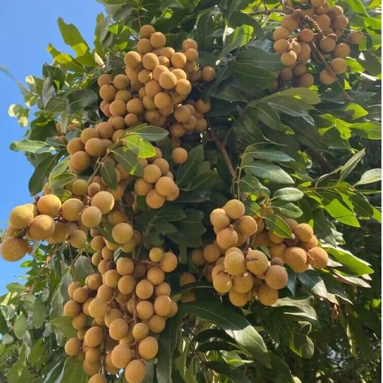 龙眼树苗 石峡储良嫁接石峡双几季桂圆四季龙眼果苗 四季红皮龙眼