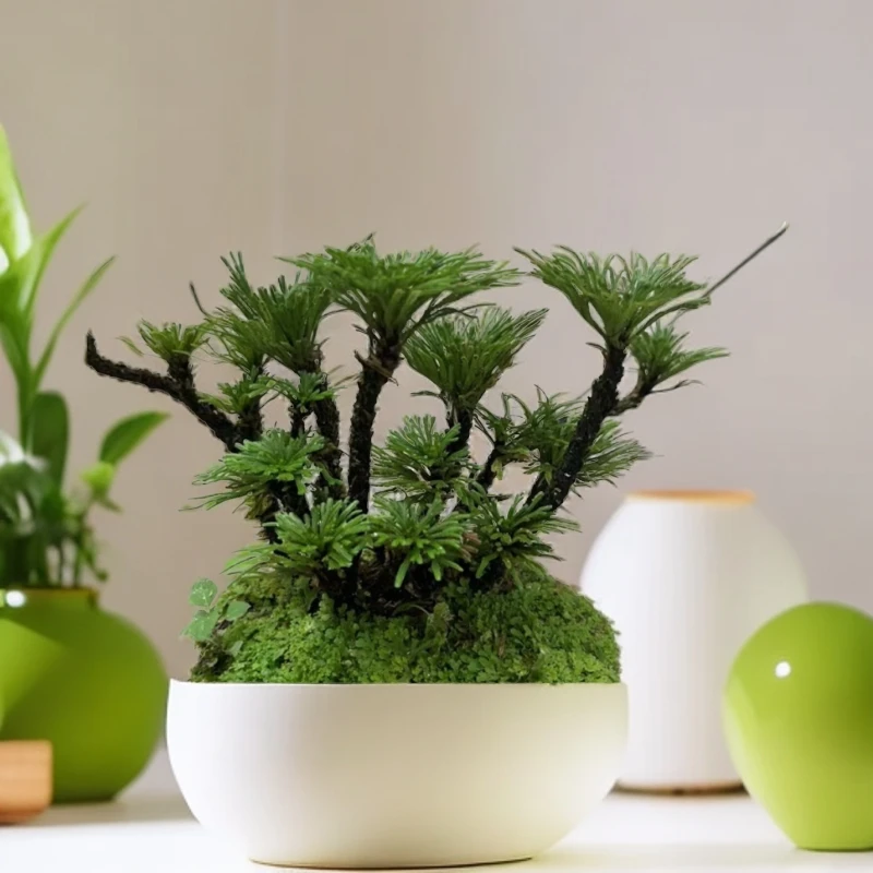卷柏绿植（一物一拍）不带盆养护种植正常美观养殖栽培透气热卖菜园