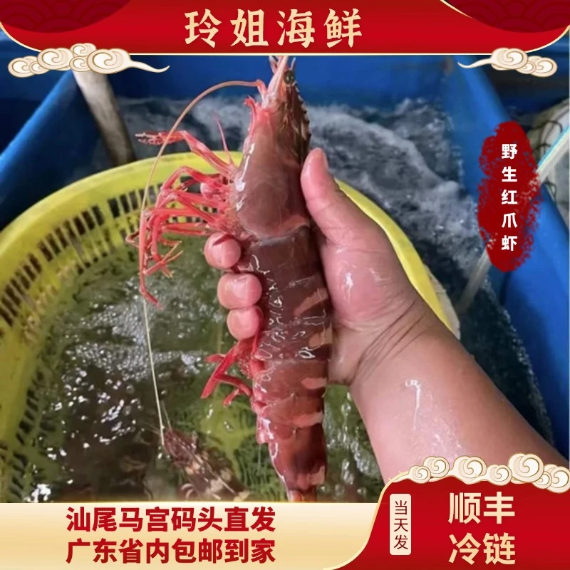 （活冰）广东汕尾本港纯野生天然红爪虾（丰虾）顺丰冷链配送到家
