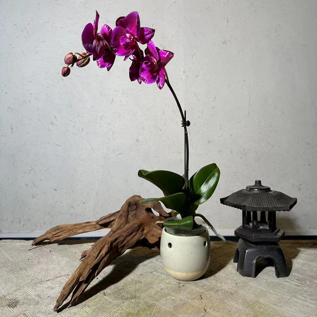 悠花里蝴蝶兰【双星光芒带花带花苞】开花珠发货浪漫七夕礼