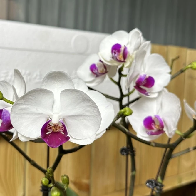 繁星里蝴蝶兰【雪玉苗情好带花带花苞发货2.8寸】开花株发货
