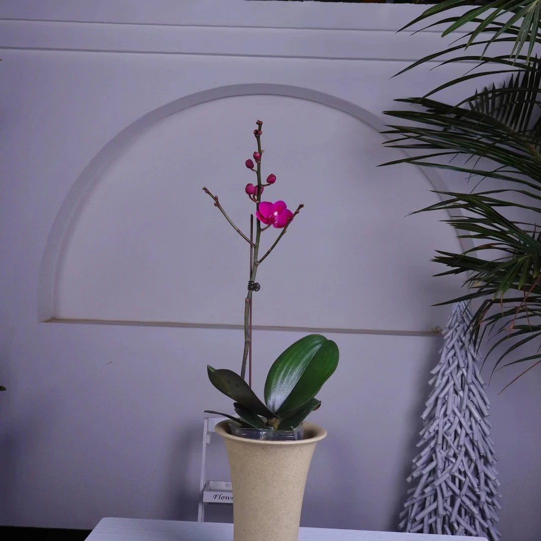 悠花里蝴蝶兰（高）满天红带花带花苞