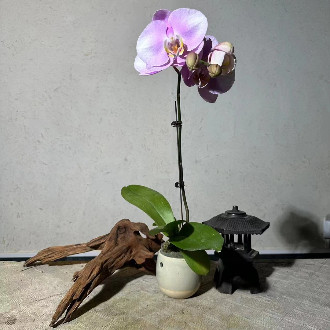 悠花里蝴蝶兰【粉红宝贝带花带花苞3.0】开花珠发货浪漫七夕礼