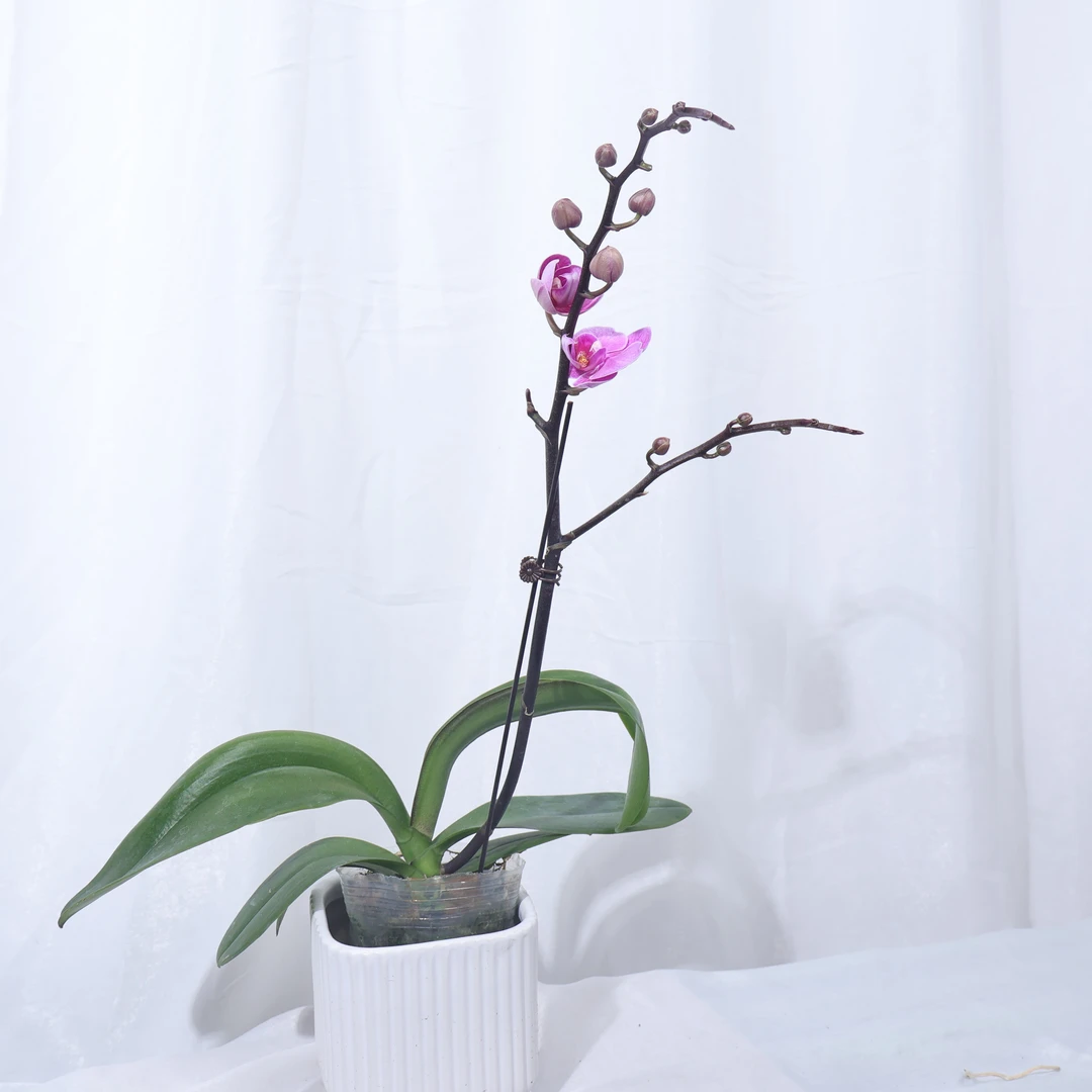 悠花里蝴蝶兰l29带花带花苞发货