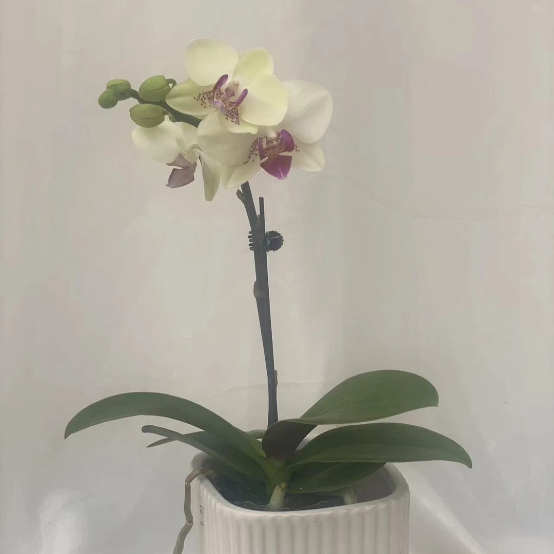 悠花里蝴蝶兰绿熊四剑组盆发货