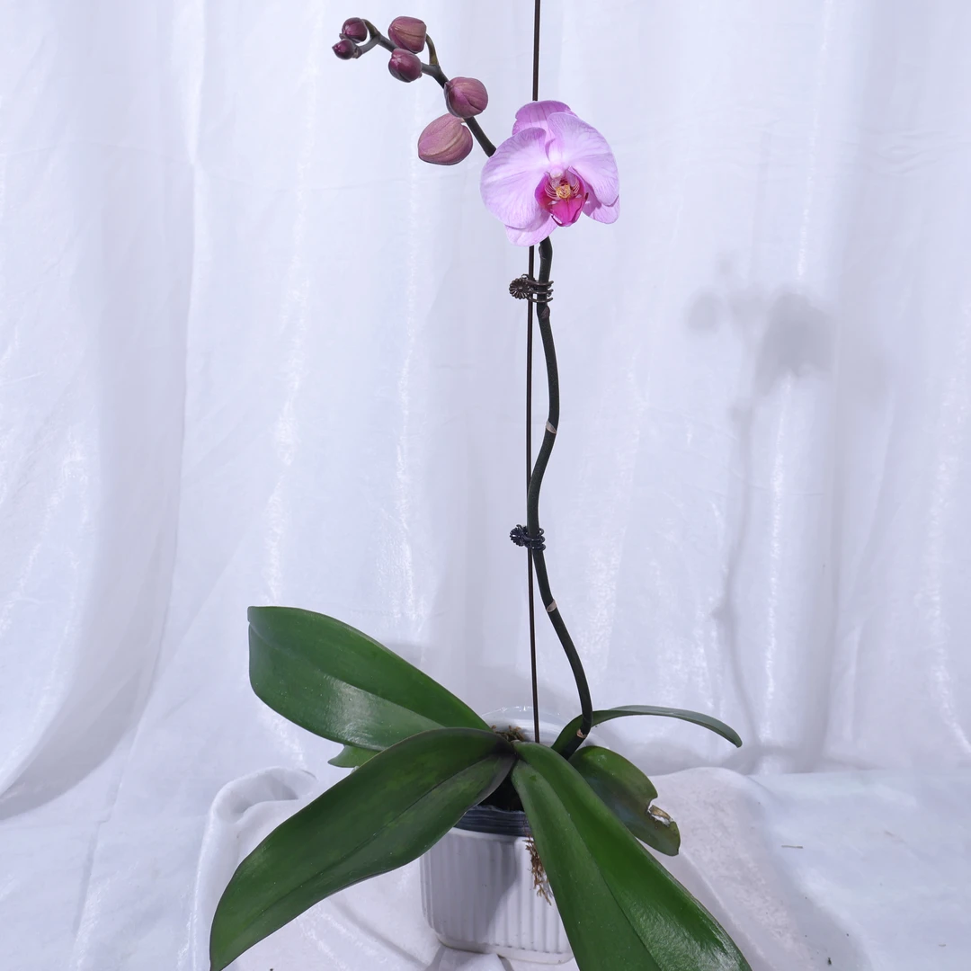 悠花里蝴蝶兰（西滨哈妮）带花带花苞发货