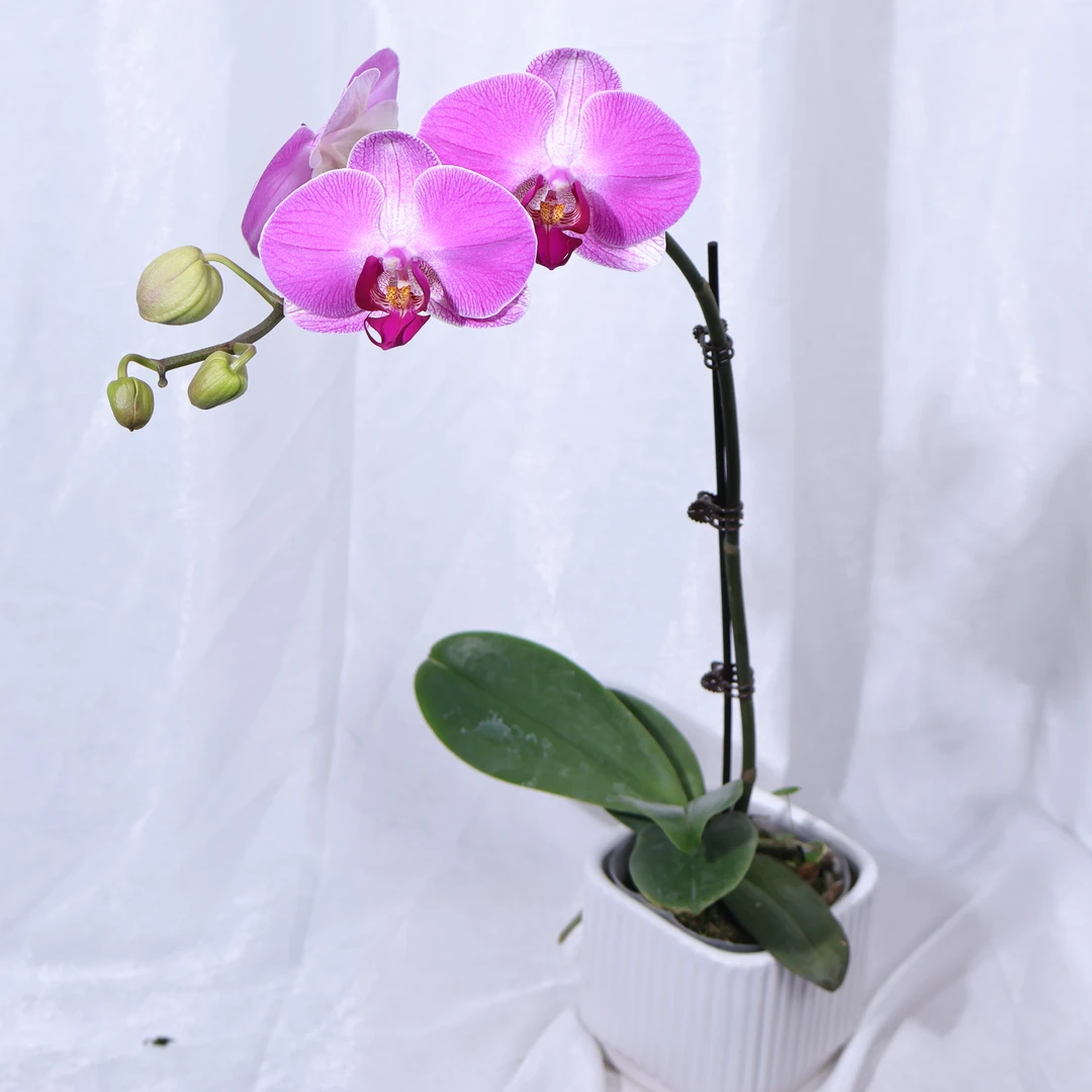 悠花里蝴蝶兰情人2带花带花苞发货