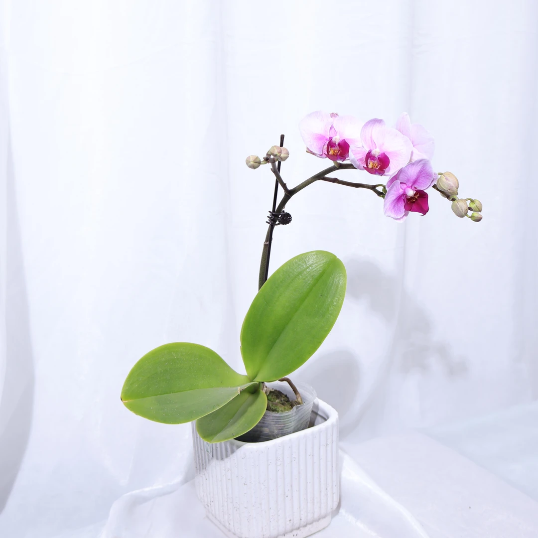 悠花里蝴蝶兰宝贝3.5（带花带花苞）发货