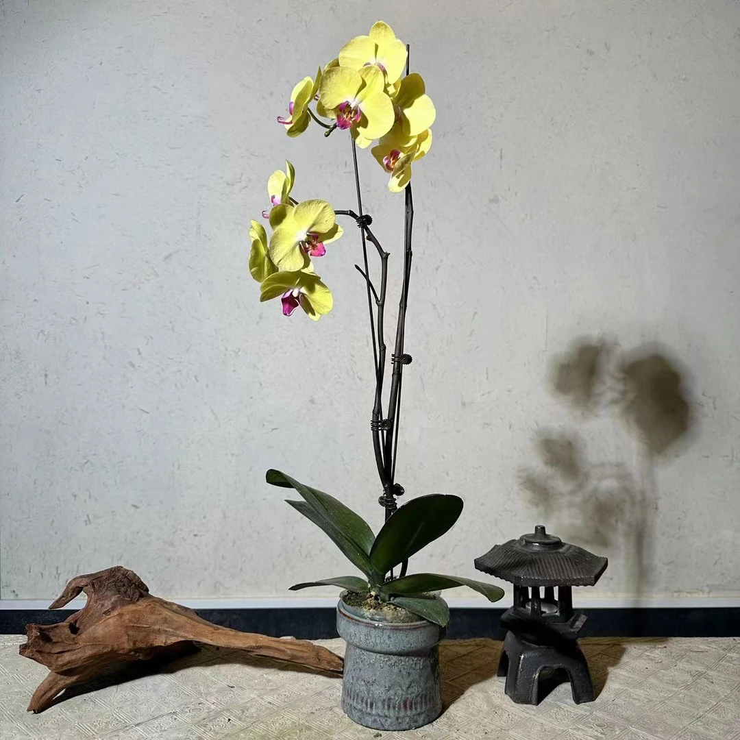 悠花里蝴蝶兰【皇帝带花】开花珠发货