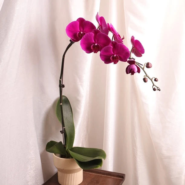 悠花里高档蝴蝶兰3.5杯大辣椒A特（叶片自然开裂）大花发货